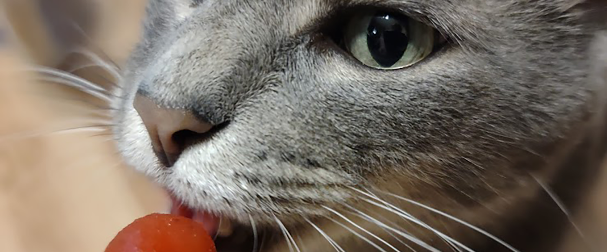 Wally Eating Popsicle